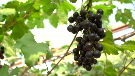 black grape with leaves at right frame