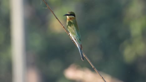 bee-eater in pond area waiting for pray