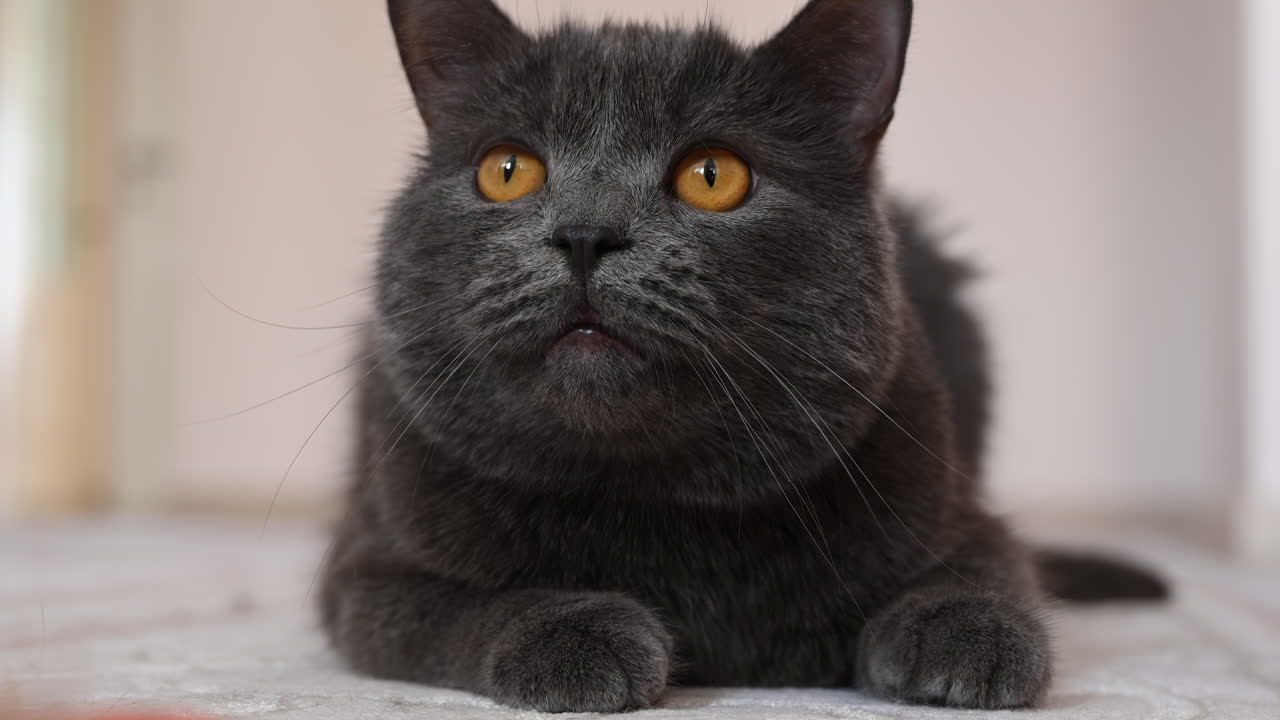 British Shorthair cat with amber eyes staring attentively indoors