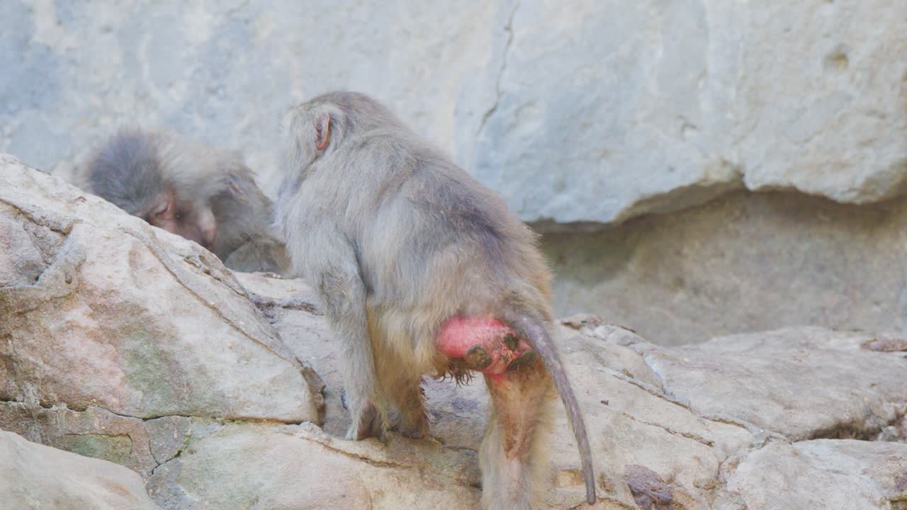 A baboon ascends a rocky outcrop, moving steadily across uneven stone surfaces in bright, natural daylight with a fixed camera angle