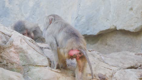 a baboon ascends a rocky outcrop, moving steadily across uneven stone surfaces in bright, natural daylight with a fixed camera angle