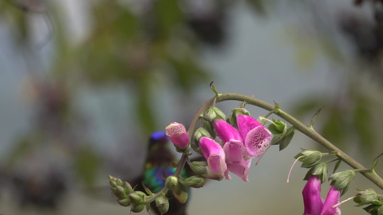hermosa cámara lenta cerca de colibríes de cabeza violeta en una tormenta en costa rica 2