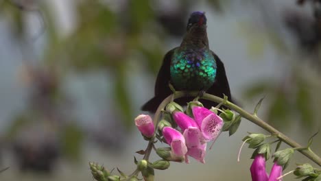 beautiful slow motion close up of violet headed hummingbirds in a rainstorm in costa rica 2