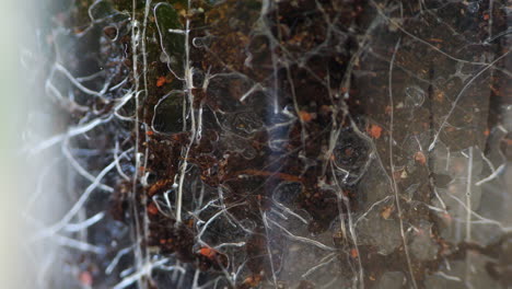 water soaks soil and plant roots, close-up