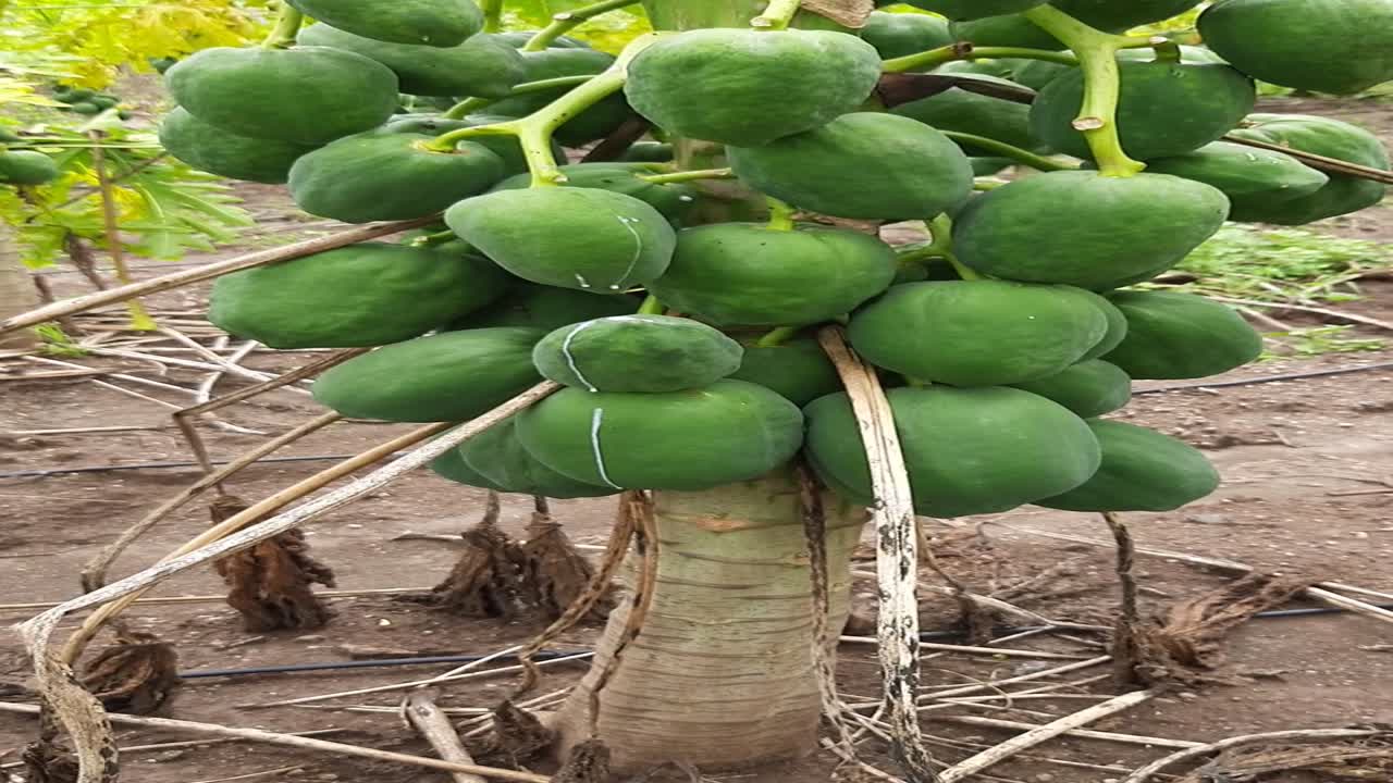 A close-up view of the Papaya tree with fruit on the tree lot. green papaya on the tree.