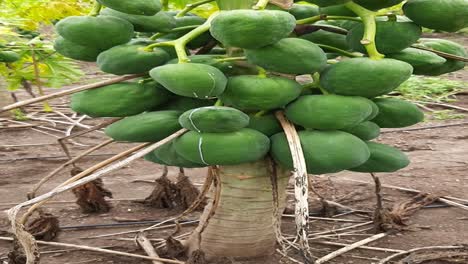 a close-up view of the papaya tree with fruit on the tree lot. green papaya on the tree.