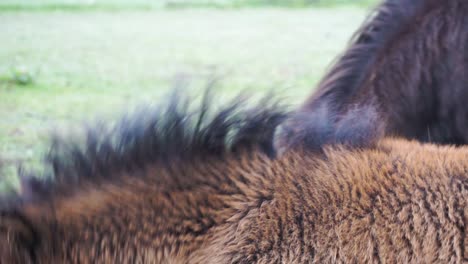 pony shetland de cerca en los ojos
