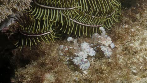 un par sincronizado de camarones arlequín bailando en la gran barrera de coral