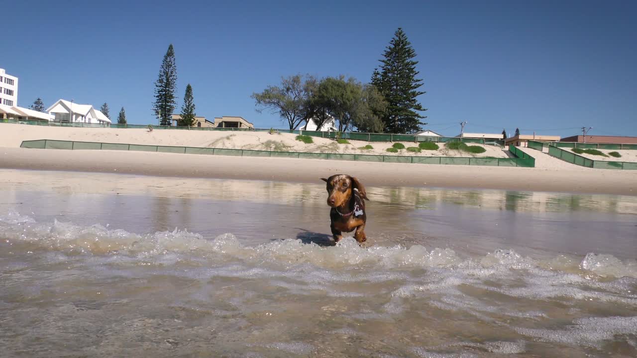 un cachorro de dachshund marrón en miniatura jugando en el océano.