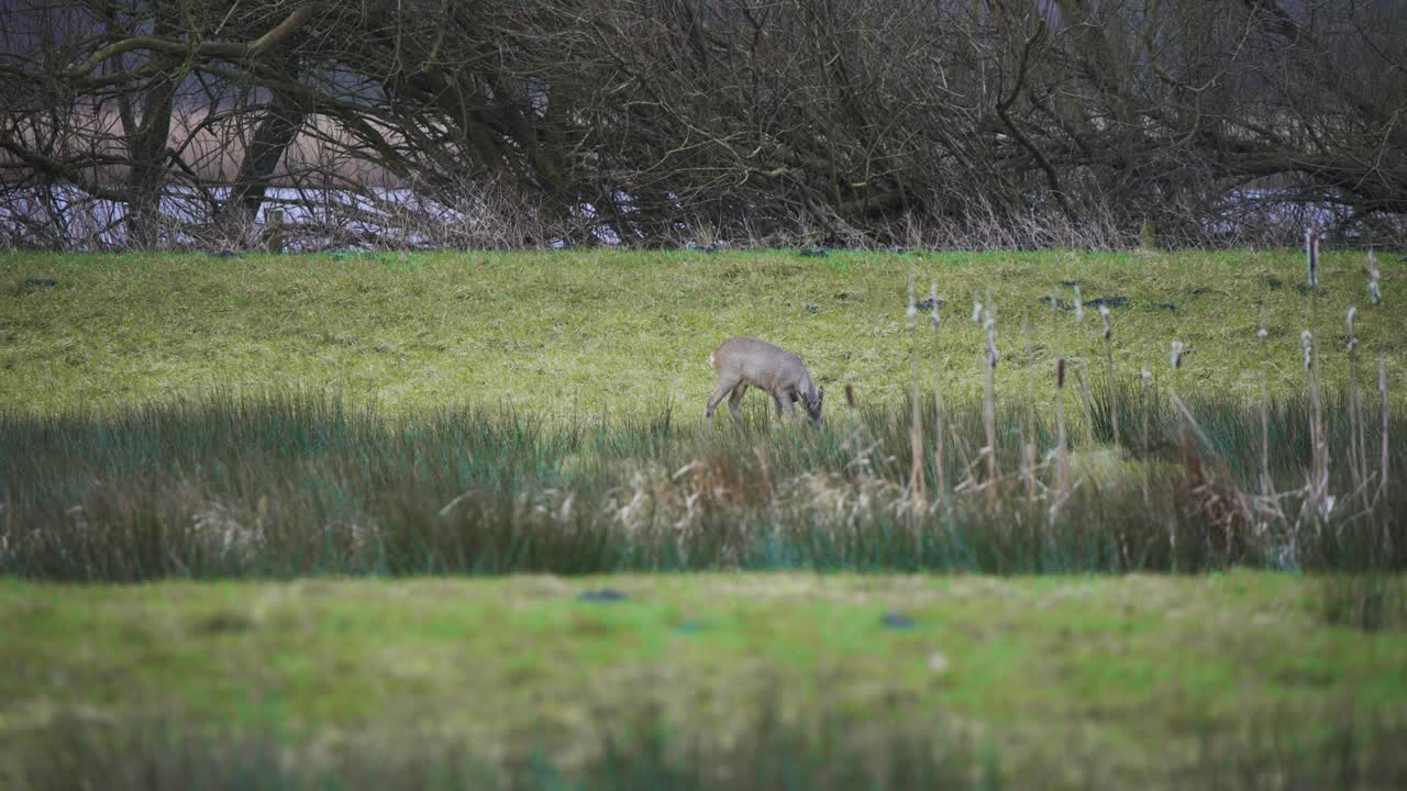 바람이 불어오는 가을 날씨 에 강변 의 풀 에서 풀 을 잡고 있는 사