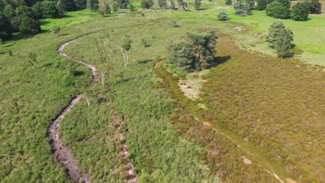 aerial view over sunny heathland in de meinweg, netherland