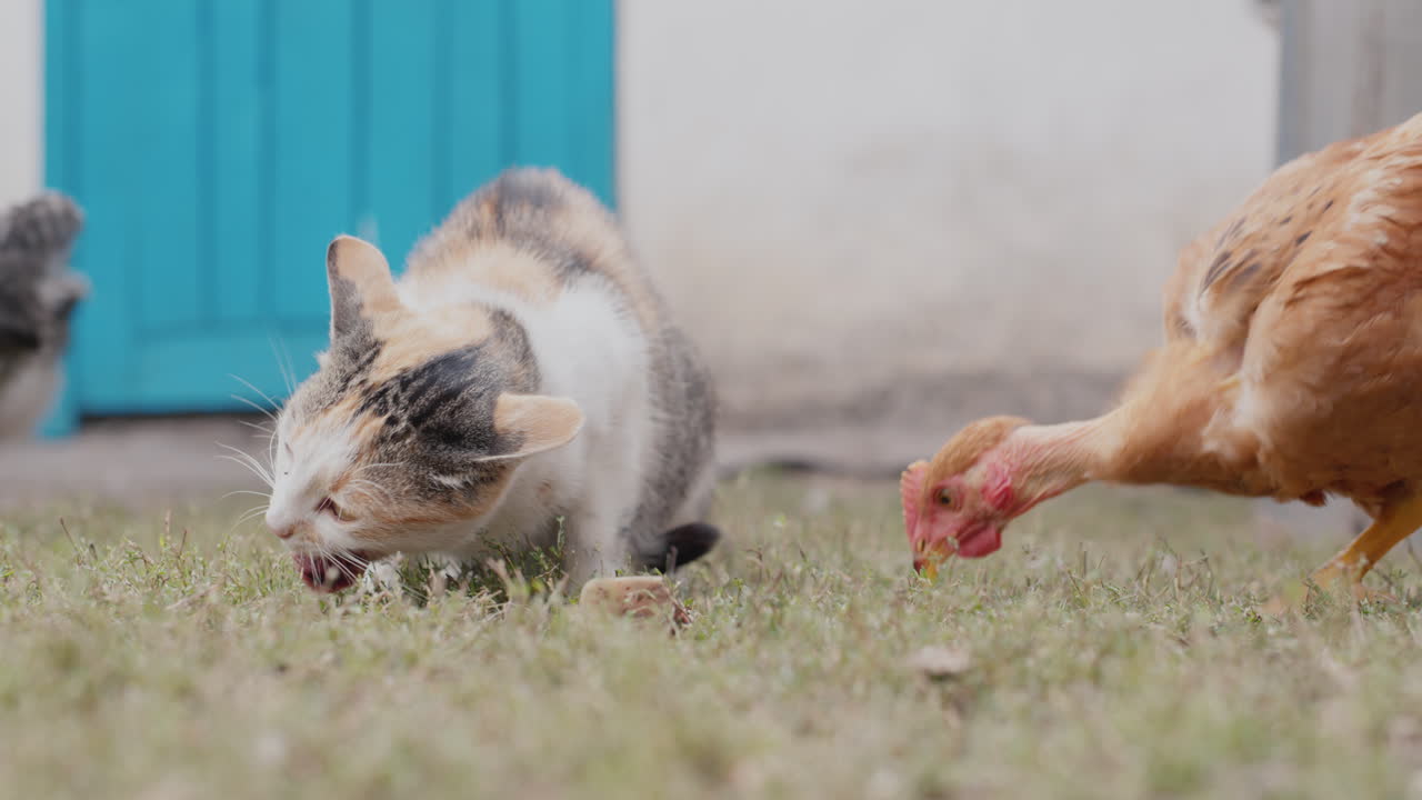 닭이 고양이의 먹이를 훔치다