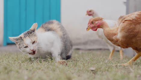 a chicken steals food from a cat