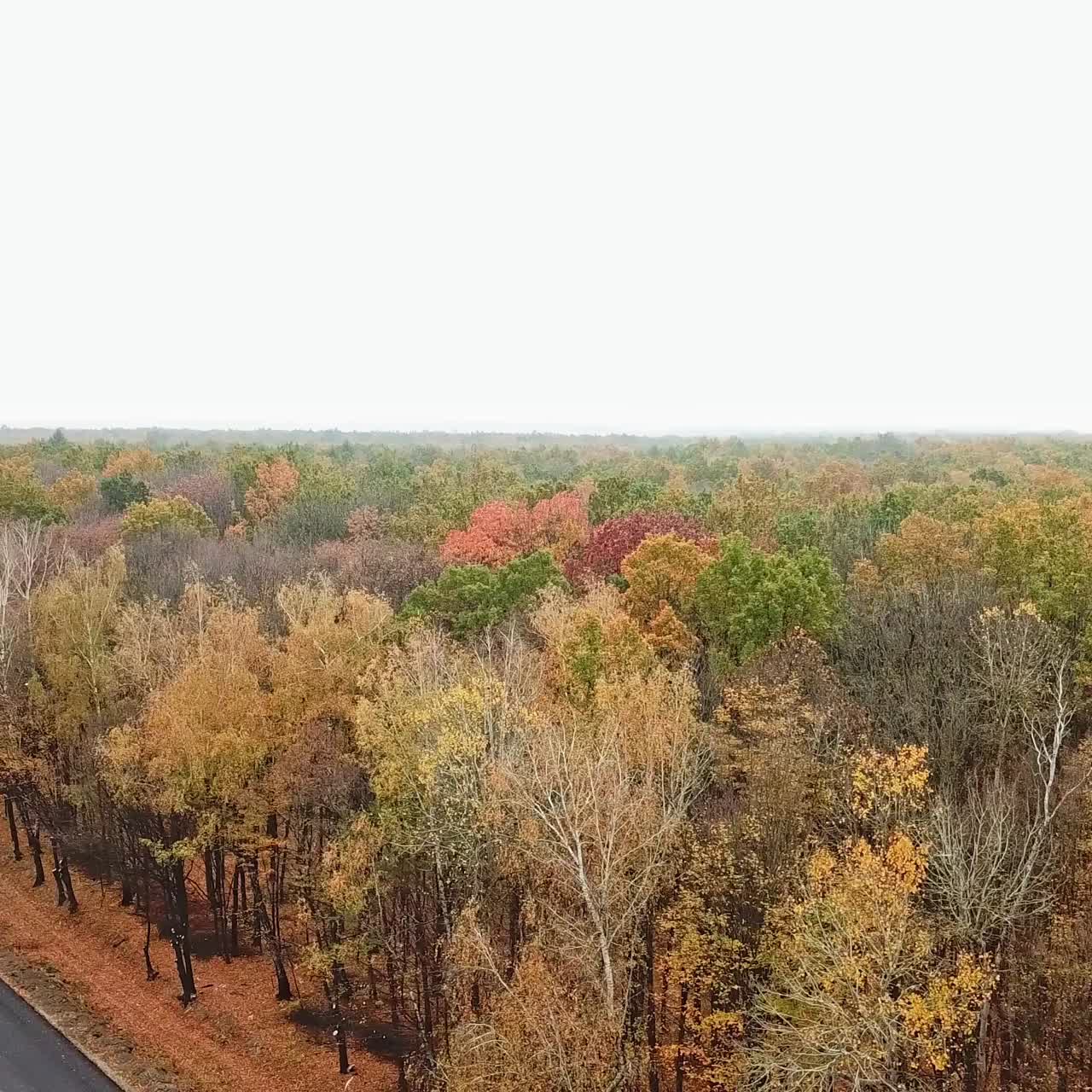 숲 을 위 에서 볼 수 있다