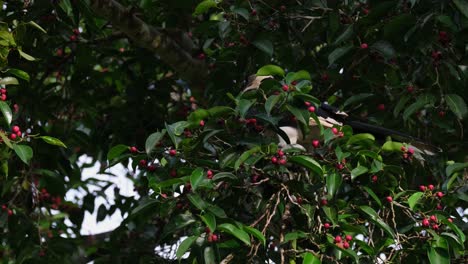 recogiendo algunas frutas maduras, un antracoceros albirostris está comiendo algunas frutas de una higuera dentro del parque nacional de kaeng krachan en tailandia.