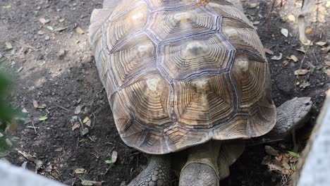 tortoise moving slowly at floating market