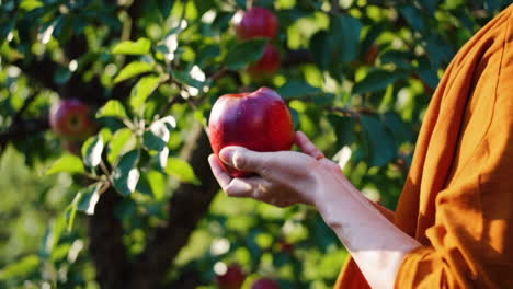 person picking a red apple from a tree