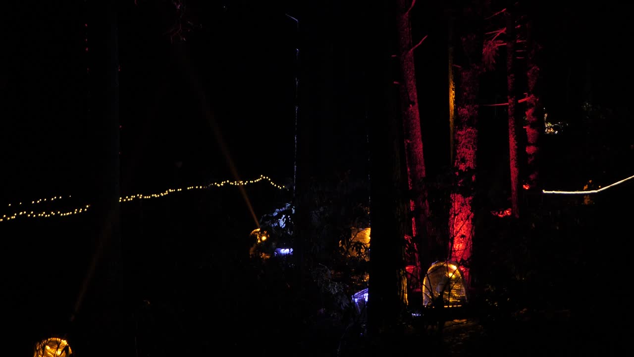 크리스마스에 조명이 켜진 나무들