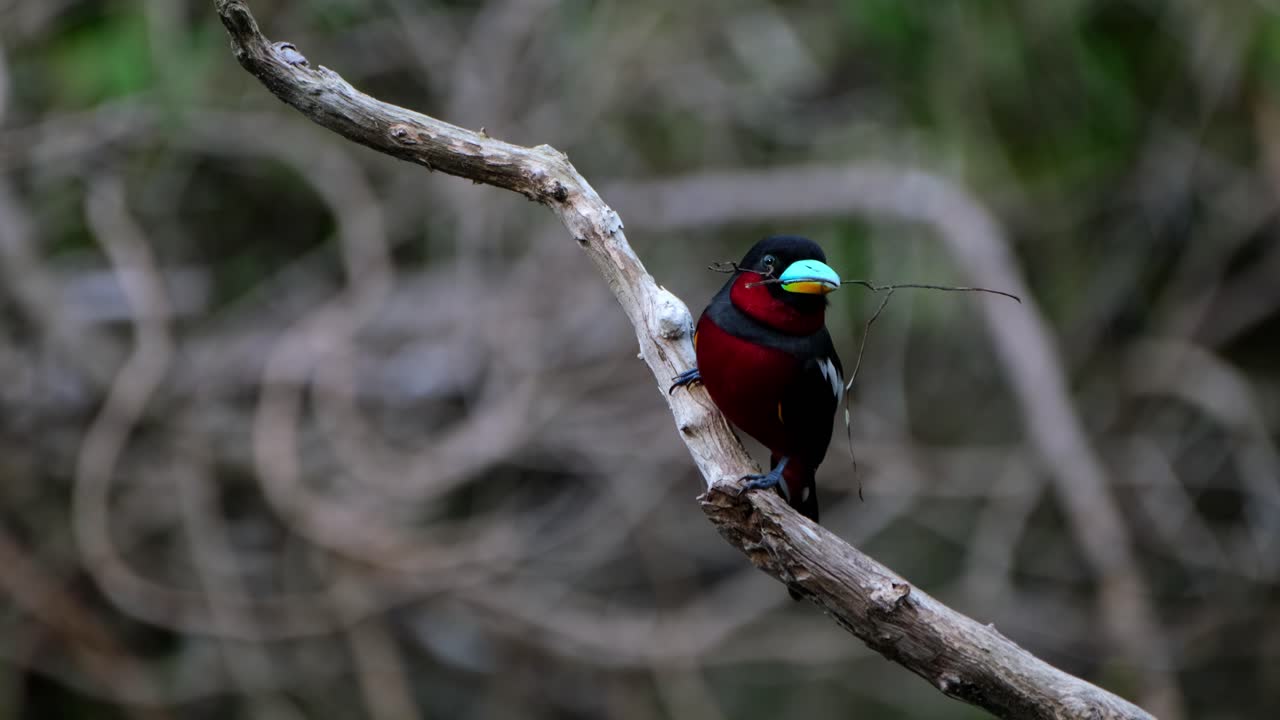 con una ramita en la boca para usarla en la construcción de su nido, pico ancho negro y rojo, cymbirhynchus macrorhynchos, parque nacional kaeng krachan, tailandia