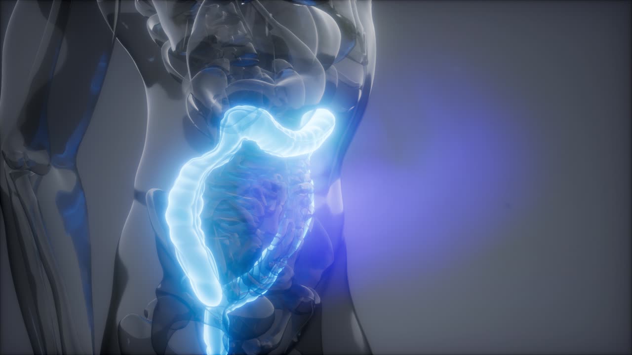 Human Colon Radiology Exam