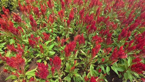vibrant red celosia argentea flowers fill concrete planter boxes, creating a striking display. planted closely together, these numerous blooms offer an attractive and eye-catching view.