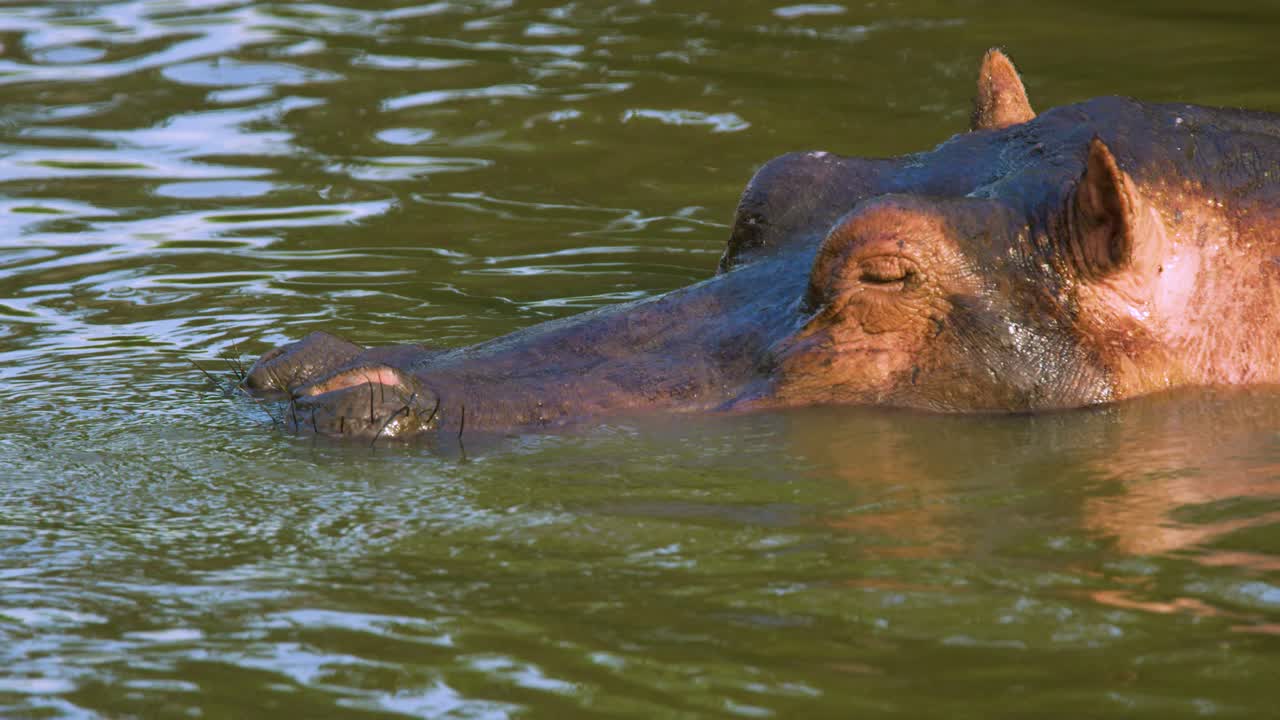 하마는 세렝게티 국립 공원에서 수면 아래로 사라지고 물속으로 잠수합니다.
