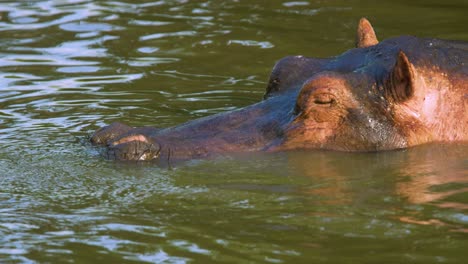 Nilpferd-Taucht-Unter-Wasser-Und-Verschwindet-Im-Serengeti-Nationalpark-Unter-Der-Oberfläche