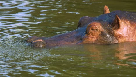 hippo dives under water disappearing below surface in the serengeti national park