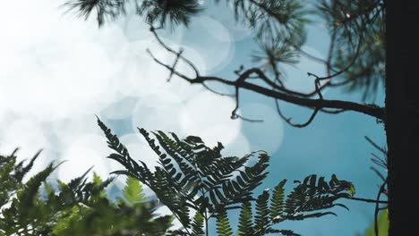 a close-up shot of dark green fern leaves and twisted pine tree branches on the blurry background