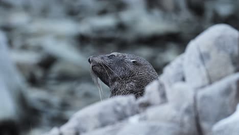 antarctica wildlife of antarctic fur seal, slow motion animals of antarctic peninsula lying on rocky rocks on mainland land, close up portrait in rugged landscape scenery