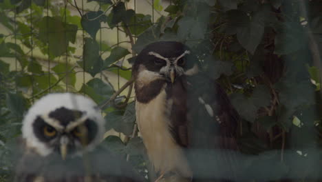 close up of two captive brown wood owls looking at camera