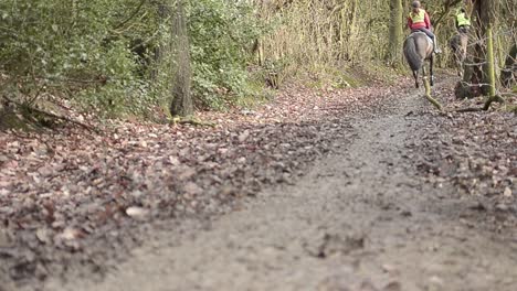 Los-Caballos-Corren-Galopando-Por-Los-Bosques-De-Invierno