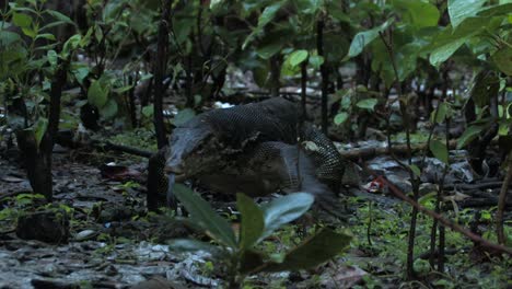 Water-monitor,-Varano-acuático-Varanus-salvator-huge-adult-walks-towards-the-camera-sticking-out-its-tongue-across-the-jungle-floor