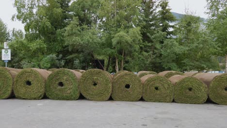 rollos de hierba césped cerca se acercó a las montañas rocosas de banff, alberta, canadá