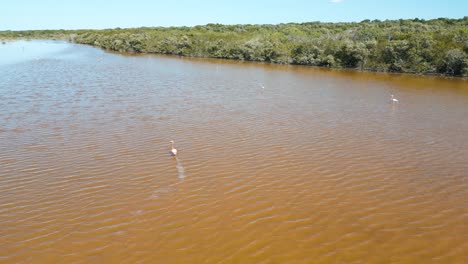 lagoon near celestun full of flamingos swimming outdoors in a flock