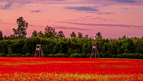 beautiful landscape with red poppies against dramatic pink sky with clouds