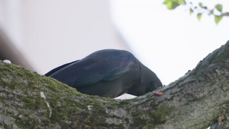 Low-angle-close-up-shot-of-Large-billed-crow-pecking-at-branch-in-Tokyo,-Japan