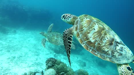 imágenes cercanas de una tortuga marina nadando en las filipinas