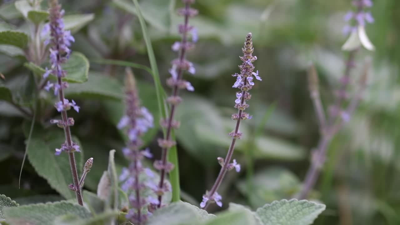 바람에 보라색 꽃의 조용한 전시