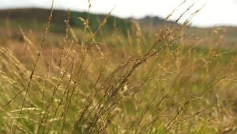 Nahaufnahme-Von-Langem-Gras,-Das-Sich-Im-Wind-Bewegt,-In-4K,-Zeitlupe