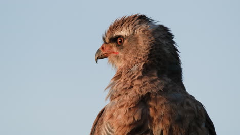 Closeup-Of-The-Head-Of-Golden-Eagle-Looking-Afar-In-The-Africa