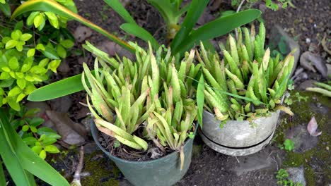 vista superior de plantas de aloe vera en macetas al aire libre en el jardín, panorámica hacia la derecha