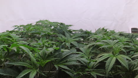 un disparo de una planta de cannabis que crece en una tienda de cultivo