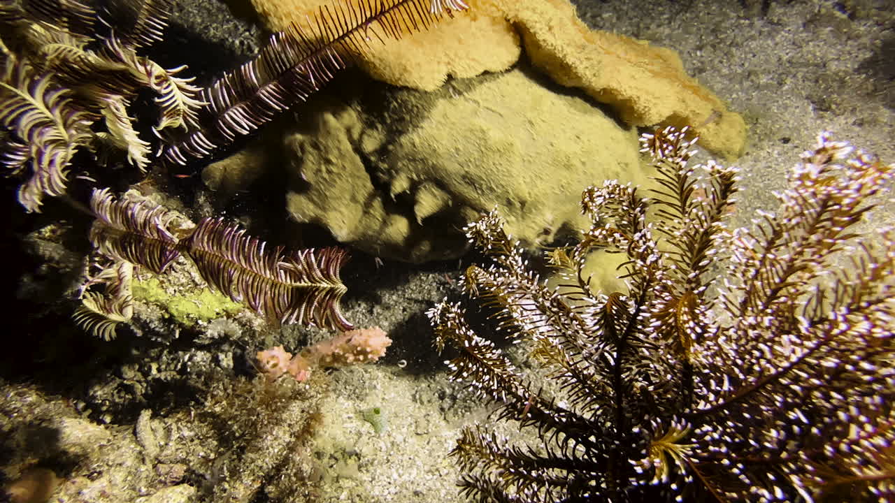 A large sponge crab runs quickly across the sandy seabed, approaching a coral ram, where it stops to protect itself. The crab is carrying a yellow sponge with a hole in the middle