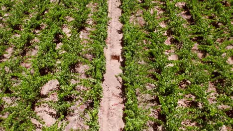 Aerial-Drone-Above-Grapes-Plantation,-Maule-Valley-Cauquenes-Vineyard-in-Chile,-Valley-Landscape-Amongst-Lush-Vegetation,-Chilean-Wine-Travel-and-Tourism