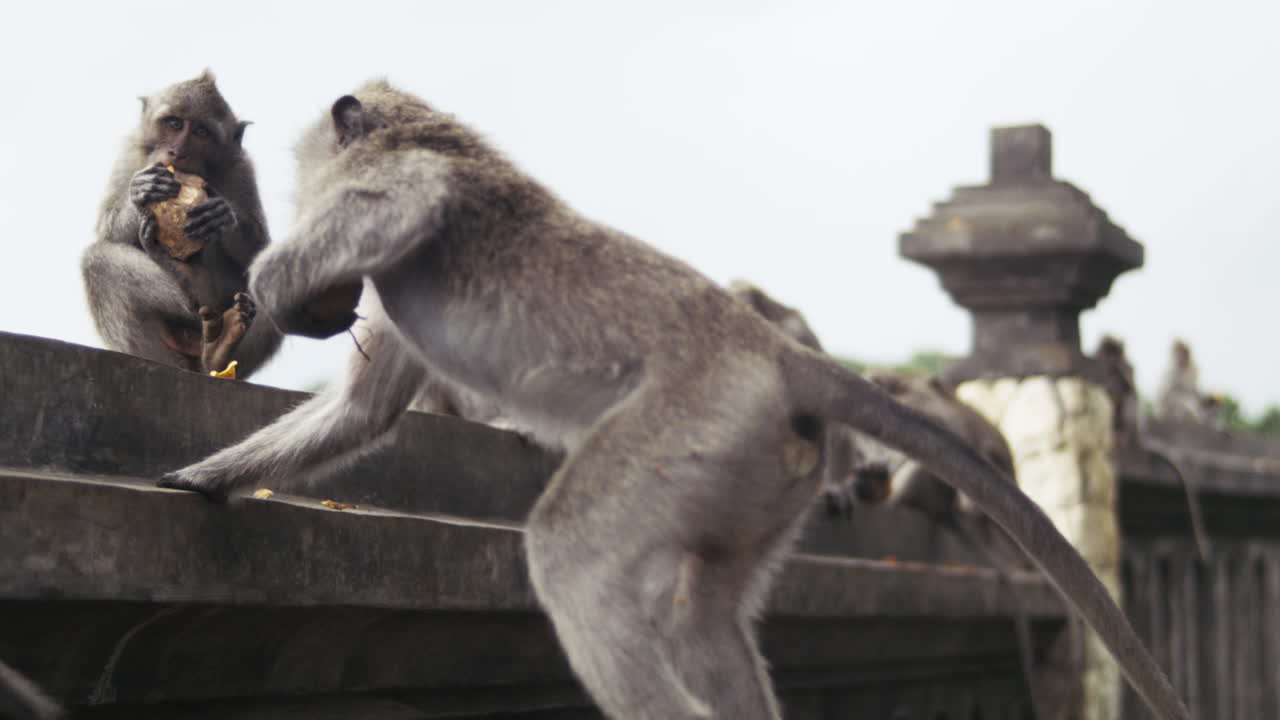 Group of monkeys sitting on temple ledge in Indonesia, slow motion