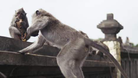 group of monkeys sitting on temple ledge in indonesia, slow motion