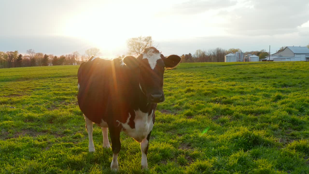 vaca lechera holstein en pastos de pradera verde al amanecer, atardecer