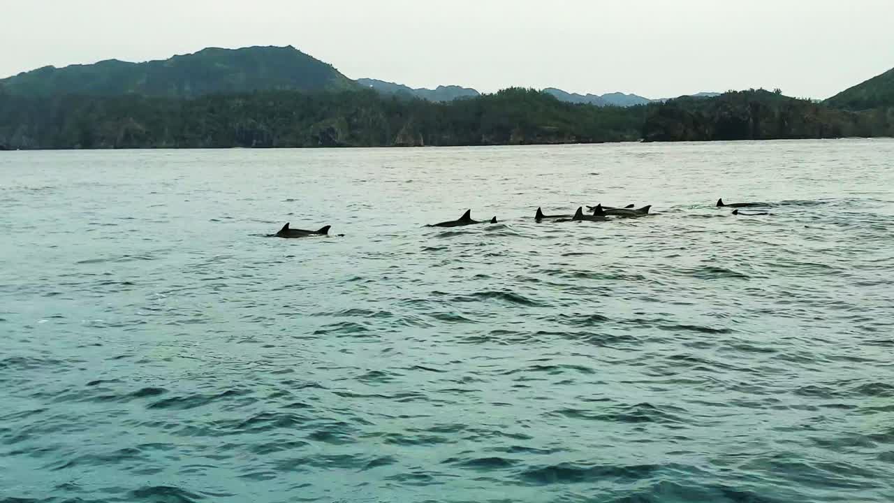Spinner Dolphins Swimming On The Ocean With Island Views - Wide Shot