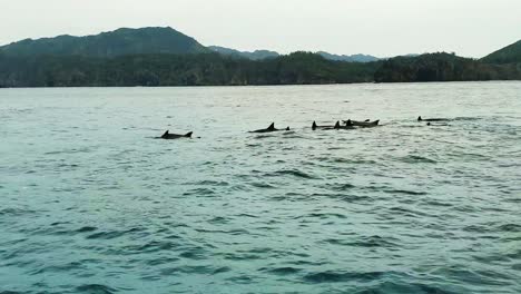 spinner dolphins swimming on the ocean with island views - wide shot